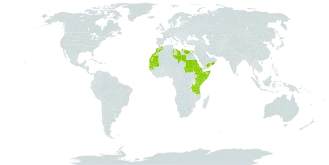 Tamarix senegalensis world distribution map, present in Anguilla, Bahrain, Cabo Verde, Egypt, Eritrea, Ethiopia, Greece, Israel, Kenya, Lebanon, Libya, Sri Lanka, Morocco, Mauritania, Oman, Saudi Arabia, Sudan, Senegal, Somalia, Chad, Tanzania, United Republic of, and Yemen