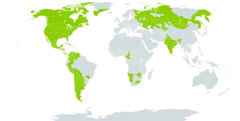 Taraxacum officinale world distribution map, present in Argentina, Bahamas, Bolivia (Plurinational State of), Brazil, Bhutan, Canada, Chile, Cameroon, Colombia, Costa Rica, Cuba, Spain, Falkland Islands (Malvinas), France, Greenland, Honduras, India, Jamaica, Kazakhstan, Kyrgyzstan, Lesotho, Mexico, Mongolia, Namibia, Niue, Nepal, New Zealand, Panama, Peru, Portugal, Paraguay, Russian Federation, South Georgia and the South Sandwich Islands, Saint Pierre and Miquelon, eSwatini, Uruguay, United States of America, Venezuela (Bolivarian Republic of), South Africa, and Zimbabwe