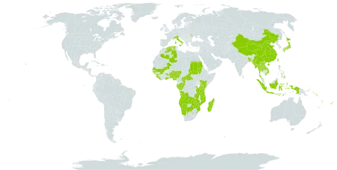 Tarenna world distribution map, present in Angola, Andorra, Benin, Burkina Faso, Bangladesh, Botswana, Central African Republic, China, Congo, Comoros, Cabo Verde, Algeria, Fiji, Gabon, Ghana, Guinea, Guinea-Bissau, Indonesia, Italy, Japan, Kenya, Lao People's Democratic Republic, Liberia, Moldova (Republic of), Madagascar, Mali, Myanmar, Mozambique, Namibia, Nigeria, Philippines, Réunion, Rwanda, Sudan, Senegal, Solomon Islands, Sierra Leone, eSwatini, Seychelles, Thailand, Tonga, Taiwan, Province of China, Tanzania, United Republic of, Uganda, Viet Nam, Vanuatu, Wallis and Futuna, Samoa, Zambia, and Zimbabwe