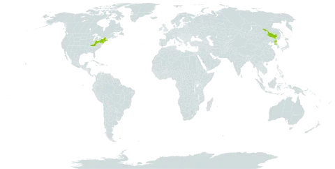 Taxus cuspidata world distribution map, present in China, Korea (Democratic People's Republic of), and United States of America