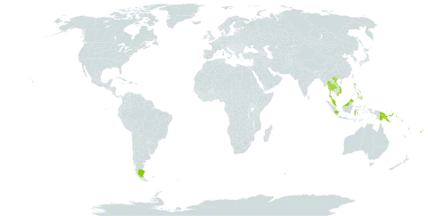 Tectaria crenata world distribution map, present in Argentina, American Samoa, Fiji, Micronesia (Federated States of), Guam, Indonesia, Sri Lanka, Northern Mariana Islands, Malaysia, Philippines, Palau, Papua New Guinea, Puerto Rico, Solomon Islands, Thailand, United States of America, Viet Nam, Vanuatu, and Samoa