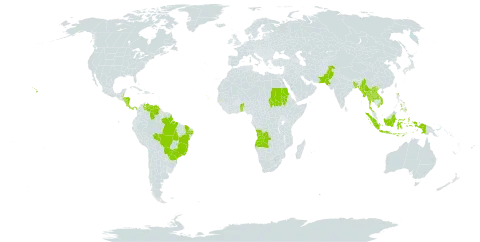 Tectona grandis world distribution map, present in Angola, Andorra, Benin, Bangladesh, Belize, Brazil, Cabo Verde, Costa Rica, Gambia, Honduras, Indonesia, Lao People's Democratic Republic, Myanmar, Nicaragua, Pakistan, Panama, Philippines, Sudan, Togo, Thailand, United States of America, Venezuela (Bolivarian Republic of), and Viet Nam