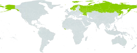 Tephroseris integrifolia subsp. tundricola world distribution map, present in Liberia, Norway, Russian Federation, Sweden, and United States of America