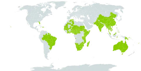 Tephrosia angustissima world distribution map, present in Angola, Australia, Burundi, Benin, Bonaire, Sint Eustatius and Saba, Brazil, Bhutan, Botswana, Central African Republic, China, Côte d'Ivoire, Cameroon, Comoros, Djibouti, Dominican Republic, Algeria, Ethiopia, Fiji, Ghana, Guinea-Bissau, Haiti, Indonesia, India, Jamaica, Kenya, Cambodia, Lao People's Democratic Republic, Sri Lanka, Madagascar, Mali, Myanmar, Mozambique, Mauritania, Mauritius, Malawi, Malaysia, Namibia, Niger, Nigeria, Nepal, Pakistan, Philippines, Papua New Guinea, Réunion, Sudan, Senegal, Somalia, Suriname, Seychelles, Chad, Togo, Thailand, Taiwan, Province of China, Tanzania, United Republic of, Uganda, United States of America, Viet Nam, South Africa, and Zimbabwe