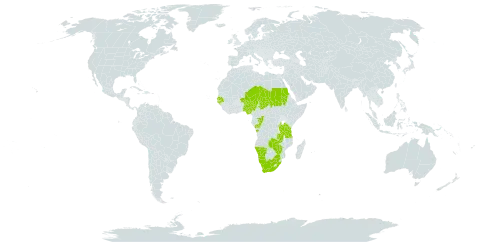 Tephrosia lupinifolia world distribution map, present in Angola, Burundi, Congo, Guinea-Bissau, Malawi, Namibia, Niger, Nigeria, Sudan, Senegal, Chad, Tanzania, United Republic of, South Africa, Zambia, and Zimbabwe