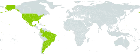 Tephrosia madrensis world distribution map, present in Argentina, Brazil, Colombia, Ghana, Mexico, Paraguay, Uruguay, and United States of America