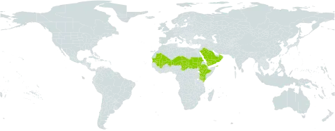 Tephrosia nubica world distribution map, present in Djibouti, Ethiopia, Kenya, Mali, Mauritania, Niger, Oman, Saudi Arabia, Sudan, Chad, and Yemen