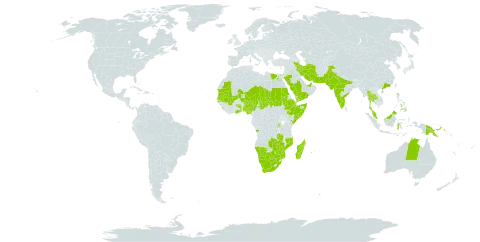 Tephrosia pumila world distribution map, present in Angola, United Arab Emirates, Australia, Burundi, Burkina Faso, Botswana, China, Comoros, Cabo Verde, Djibouti, Egypt, Ethiopia, Ghana, Indonesia, India, Iran (Islamic Republic of), Kenya, Sri Lanka, Madagascar, Maldives, Mali, Mozambique, Mauritania, Mauritius, Malawi, Malaysia, Namibia, Niger, Nigeria, Pakistan, Philippines, Papua New Guinea, Réunion, Rwanda, Saudi Arabia, Sudan, Senegal, Somalia, Seychelles, Chad, Togo, Thailand, Tanzania, United Republic of, Uganda, Yemen, South Africa, Zambia, and Zimbabwe