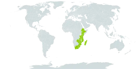 Tephrosia reptans world distribution map, present in Burundi, Ethiopia, Kenya, Madagascar, Mozambique, Malawi, Tanzania, United Republic of, Uganda, South Africa, Zambia, and Zimbabwe
