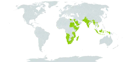 Tephrosia villosa world distribution map, present in Angola, Comoros, Egypt, Ethiopia, Indonesia, India, Kenya, Sri Lanka, Madagascar, Myanmar, Mozambique, Mayotte, Namibia, Nepal, Pakistan, Saudi Arabia, Sudan, Somalia, Tanzania, United Republic of, Uganda, United States of America, Viet Nam, Yemen, South Africa, and Zimbabwe