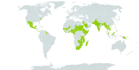 Teramnus labialis world distribution map, present in Angola, Antigua and Barbuda, Burundi, Bangladesh, Barbados, China, Cameroon, Comoros, Ethiopia, Fiji, Ghana, Guinea-Bissau, Guatemala, Guam, Guyana, Haiti, Indonesia, India, Jamaica, Kenya, Cambodia, Lao People's Democratic Republic, Liberia, Saint Lucia, Sri Lanka, Madagascar, Mexico, Mali, Myanmar, Northern Mariana Islands, Mozambique, Mauritius, Malaysia, Nigeria, Nepal, Pakistan, Panama, Philippines, Papua New Guinea, Réunion, Rwanda, Saudi Arabia, Sudan, Senegal, Sierra Leone, Somalia, Seychelles, Chad, Togo, Thailand, Trinidad and Tobago, Taiwan, Province of China, Tanzania, United Republic of, Uganda, United States of America, Virgin Islands (British), Viet Nam, South Africa, Zambia, and Zimbabwe