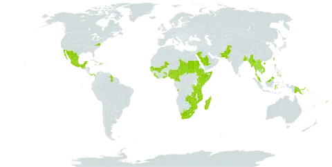 Teramnus labialis subsp. labialis world distribution map, present in Angola, Antigua and Barbuda, Burundi, Bangladesh, Barbados, China, Cameroon, Comoros, Ethiopia, Fiji, Ghana, Guinea-Bissau, Guatemala, Guam, Guyana, Haiti, Indonesia, India, Jamaica, Kenya, Cambodia, Lao People's Democratic Republic, Liberia, Saint Lucia, Sri Lanka, Madagascar, Mexico, Mali, Myanmar, Northern Mariana Islands, Mozambique, Mauritius, Malaysia, Nigeria, Nepal, Pakistan, Panama, Philippines, Papua New Guinea, Réunion, Rwanda, Saudi Arabia, Sudan, Senegal, Sierra Leone, Somalia, Seychelles, Chad, Togo, Thailand, Trinidad and Tobago, Taiwan, Province of China, Tanzania, United Republic of, Uganda, United States of America, Virgin Islands (British), Viet Nam, South Africa, Zambia, and Zimbabwe