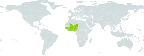Terminalia engleri world distribution map, present in Benin, Burkina Faso, Côte d'Ivoire, Ghana, Guinea, Guinea-Bissau, Mali, Niger, Nigeria, Senegal, and Togo