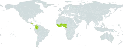 Terminalia ivorensis world distribution map, present in Benin, Burkina Faso, Côte d'Ivoire, Cameroon, Colombia, Ghana, Guinea, Honduras, Liberia, Nigeria, Puerto Rico, and Sierra Leone