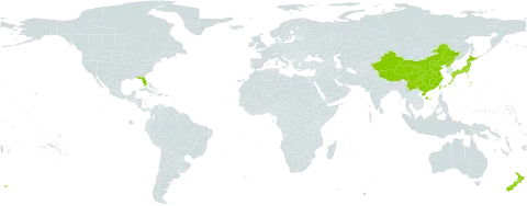 Tetrapanax world distribution map, present in Åland Islands, China, Japan, Norfolk Island, New Zealand, Korea (Democratic People's Republic of), Réunion, Taiwan, Province of China, and United States of America