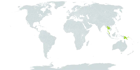 Tetrastigma papillosum world distribution map, present in Malaysia, Philippines, Papua New Guinea, and Thailand