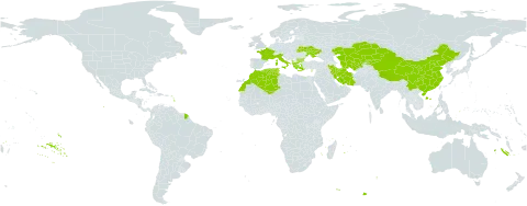 Teucrium scordium subsp. scordioides world distribution map, present in Albania, Bulgaria, China, Cyprus, Algeria, France, Greece, Iran (Islamic Republic of), Italy, Kazakhstan, Kyrgyzstan, Morocco, Palau, Turks and Caicos Islands, Turkmenistan, Tunisia, Ukraine, and Uzbekistan