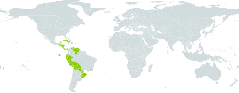 Teucrium vesicarium world distribution map, present in Belize, Bolivia (Plurinational State of), Brazil, Costa Rica, Cuba, Dominica, Ecuador, Guatemala, Honduras, Haiti, Jamaica, Nicaragua, Panama, Peru, Paraguay, Tonga, Uruguay, Venezuela (Bolivarian Republic of), and Wallis and Futuna