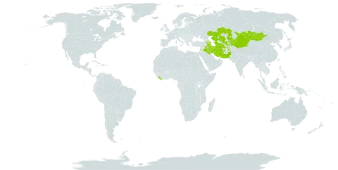 Thalictrum isopyroides world distribution map, present in Afghanistan, Armenia, Azerbaijan, China, Iran (Islamic Republic of), Iraq, Israel, Kazakhstan, Kyrgyzstan, Lebanon, Liberia, Mongolia, Pakistan, Tajikistan, Turkmenistan, and Uzbekistan
