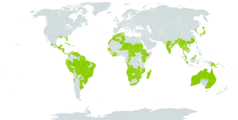 Thelypteris interrupta world distribution map, present in Angola, Argentina, American Samoa, Australia, Burundi, Bangladesh, Bolivia (Plurinational State of), Brazil, Botswana, Central African Republic, Chile, China, Côte d'Ivoire, Congo, Colombia, Costa Rica, Cuba, Cayman Islands, Algeria, Ecuador, Ethiopia, Fiji, Micronesia (Federated States of), Ghana, Guinea, Guadeloupe, Gambia, Equatorial Guinea, Guatemala, French Guiana, Guam, Guyana, Honduras, Indonesia, India, Jamaica, Japan, Kenya, Cambodia, Lao People's Democratic Republic, Liberia, Sri Lanka, Morocco, Madagascar, Maldives, Mexico, Marshall Islands, Myanmar, Mozambique, Montserrat, Martinique, Mauritius, Malawi, Malaysia, Mayotte, Namibia, Niger, Nicaragua, Nepal, New Zealand, Panama, Peru, Philippines, Palau, Papua New Guinea, Puerto Rico, Korea (Democratic People's Republic of), Paraguay, Réunion, Rwanda, Sudan, Senegal, Singapore, Solomon Islands, El Salvador, Suriname, eSwatini, Chad, Thailand, Tonga, Taiwan, Province of China, Tanzania, United Republic of, Uganda, Uruguay, United States of America, Venezuela (Bolivarian Republic of), Viet Nam, Vanuatu, Samoa, South Africa, Zambia, and Zimbabwe