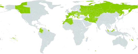 Thinopyrum intermedium subsp. intermedium world distribution map, present in Afghanistan, Albania, Austria, Bulgaria, Canada, Switzerland, Colombia, Czech Republic, Germany, Algeria, Spain, France, Georgia, Greece, Hungary, Iran (Islamic Republic of), Iraq, Italy, Kazakhstan, Kyrgyzstan, Morocco, Malaysia, Pakistan, Poland, Romania, Russian Federation, Turks and Caicos Islands, Turkmenistan, Ukraine, and Uzbekistan