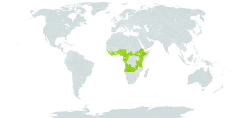 Thonningia sanguinea world distribution map, present in Angola, Burundi, Benin, Burkina Faso, Central African Republic, Côte d'Ivoire, Cameroon, Congo, Ethiopia, Gabon, Ghana, Guinea, Guinea-Bissau, Equatorial Guinea, Kenya, Liberia, Nigeria, Rwanda, Sierra Leone, South Sudan, Togo, Tanzania, United Republic of, Uganda, and Zambia