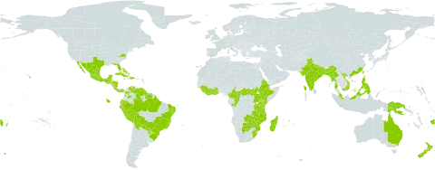 Thunbergia alata world distribution map, present in Argentina, Antigua and Barbuda, Australia, Bonaire, Sint Eustatius and Saba, Bangladesh, Bahamas, Belize, Bolivia (Plurinational State of), Brazil, Barbados, Botswana, Central African Republic, China, Côte d'Ivoire, Cameroon, Congo, Colombia, Costa Rica, Cuba, Djibouti, Dominica, Dominican Republic, Ecuador, Eritrea, Ethiopia, Fiji, Ghana, Guinea, Guadeloupe, Grenada, Guatemala, Guam, Guyana, Honduras, Haiti, Indonesia, India, Jamaica, Kenya, Liberia, Saint Lucia, Sri Lanka, Madagascar, Mexico, Myanmar, Mozambique, Montserrat, Martinique, Mauritius, Malawi, Malaysia, Nicaragua, Niue, Nepal, New Zealand, Panama, Peru, Philippines, Papua New Guinea, Puerto Rico, Portugal, Paraguay, Réunion, Singapore, Sierra Leone, South Sudan, Suriname, eSwatini, Seychelles, Tonga, Trinidad and Tobago, Taiwan, Province of China, Tanzania, United Republic of, Uganda, United States of America, Venezuela (Bolivarian Republic of), Viet Nam, South Africa, Zambia, and Zimbabwe