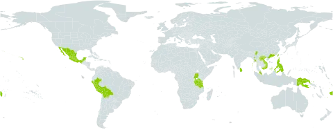 Thunbergia laurifolia world distribution map, present in Bolivia (Plurinational State of), China, Dominica, Fiji, Guam, India, Saint Kitts and Nevis, Lao People's Democratic Republic, Sri Lanka, Mexico, Myanmar, Malaysia, Peru, Philippines, Papua New Guinea, Singapore, Taiwan, Province of China, Tanzania, United Republic of, Uganda, United States of America, and Viet Nam
