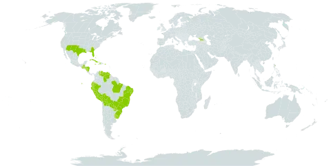 Tillandsia recurvata world distribution map, present in Aruba, Bahamas, Bolivia (Plurinational State of), Brazil, Cuba, Cayman Islands, Dominica, Ecuador, Georgia, Guatemala, Honduras, Haiti, Jamaica, Nicaragua, Peru, Puerto Rico, Paraguay, Uruguay, United States of America, and Venezuela (Bolivarian Republic of)