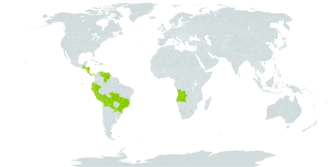 Tinantia erecta world distribution map, present in Angola, Bolivia (Plurinational State of), Brazil, Costa Rica, Dominica, Ecuador, Guatemala, Honduras, Haiti, Jamaica, Nicaragua, Panama, Peru, Paraguay, and Venezuela (Bolivarian Republic of)