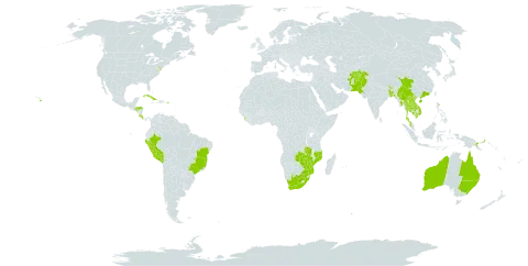 Toona ciliata world distribution map, present in Afghanistan, Australia, Bangladesh, Brazil, Bhutan, China, Costa Rica, Cuba, Micronesia (Federated States of), Honduras, India, Cambodia, Lao People's Democratic Republic, Sri Lanka, Myanmar, Mozambique, Mauritius, Malaysia, Nepal, Pakistan, Peru, Philippines, Papua New Guinea, Puerto Rico, Sao Tome and Principe, Thailand, United States of America, Viet Nam, South Africa, Zambia, and Zimbabwe
