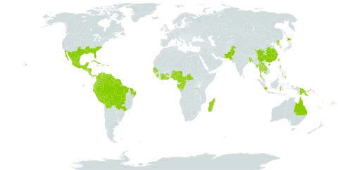 Torenia crustacea world distribution map, present in American Samoa, Australia, Burundi, Bangladesh, Belize, Bolivia (Plurinational State of), Brazil, Central African Republic, China, Côte d'Ivoire, Cameroon, Congo, Cook Islands, Colombia, Costa Rica, Cuba, Dominica, Ecuador, Fiji, Micronesia (Federated States of), Gabon, Ghana, Guinea, Guadeloupe, Guinea-Bissau, Equatorial Guinea, Grenada, Guatemala, French Guiana, Guyana, Honduras, Indonesia, India, Jamaica, Japan, Cambodia, Lao People's Democratic Republic, Saint Lucia, Sri Lanka, Madagascar, Mexico, Myanmar, Northern Mariana Islands, Montserrat, Martinique, Mauritius, Nigeria, Nicaragua, Nepal, Pakistan, Panama, Peru, Philippines, Palau, Papua New Guinea, Puerto Rico, Korea (Democratic People's Republic of), Senegal, Sierra Leone, El Salvador, Suriname, Seychelles, Thailand, Tonga, Trinidad and Tobago, Taiwan, Province of China, United States of America, Venezuela (Bolivarian Republic of), and Samoa