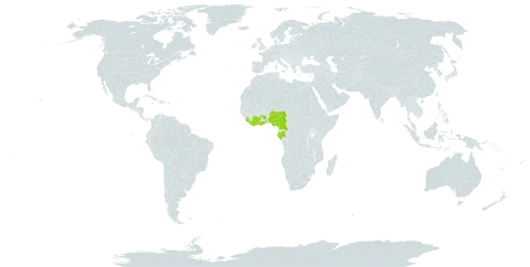 Torenia dinklagei world distribution map, present in Côte d'Ivoire, Cameroon, Gabon, Ghana, Equatorial Guinea, Liberia, Nigeria, Sierra Leone, and Togo