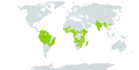 Torenia thouarsii world distribution map, present in Angola, Burundi, Benin, Bolivia (Plurinational State of), Brazil, Botswana, Central African Republic, China, Côte d'Ivoire, Cameroon, Congo, Colombia, Costa Rica, Ecuador, Ethiopia, Gabon, Ghana, Guinea, Equatorial Guinea, Guyana, India, Kenya, Liberia, Madagascar, Mali, Myanmar, Mozambique, Mauritius, Malawi, Nigeria, Nepal, Panama, Peru, Rwanda, Senegal, Sierra Leone, South Sudan, Sao Tome and Principe, Suriname, Togo, Trinidad and Tobago, Tanzania, United Republic of, Uganda, Venezuela (Bolivarian Republic of), South Africa, Zambia, and Zimbabwe