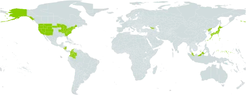 Torreyochloa world distribution map, present in Colombia, Micronesia (Federated States of), Georgia, Japan, Malaysia, Nicaragua, Korea (Democratic People's Republic of), and United States of America