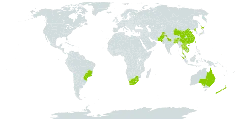 Toxicodendron succedaneum world distribution map, present in Australia, Bangladesh, Brazil, Bhutan, China, Micronesia (Federated States of), Hong Kong, Indonesia, India, Japan, Cambodia, Lao People's Democratic Republic, Myanmar, Malaysia, Nepal, New Zealand, Pakistan, Korea (Democratic People's Republic of), Thailand, Taiwan, Province of China, Viet Nam, and South Africa