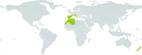Trachelium caeruleum world distribution map, present in Algeria, Spain, France, Italy, Morocco, New Zealand, and Portugal