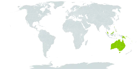 Trachymene world distribution map, present in Australia, Hong Kong, Malaysia, Philippines, Papua New Guinea, Timor-Leste, Uruguay, and Vanuatu