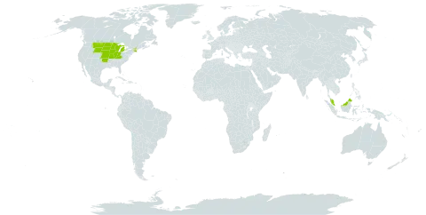 Tradescantia bracteata world distribution map, present in Micronesia (Federated States of), Malaysia, and United States of America