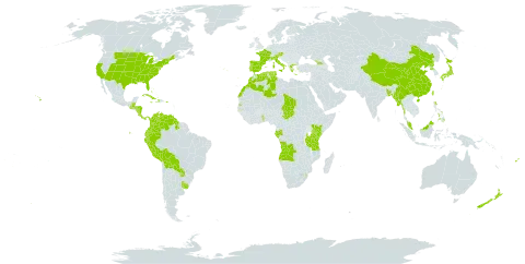 Tradescantia world distribution map, present in Angola, Åland Islands, Austria, Bangladesh, Bahamas, Belize, Bermuda, Bolivia (Plurinational State of), China, Cook Islands, Colombia, Costa Rica, Cuba, Dominica, Algeria, Ecuador, Spain, Fiji, France, Micronesia (Federated States of), Gabon, Georgia, Gambia, Greece, Guatemala, Guyana, Honduras, Haiti, Italy, Jamaica, Japan, Kenya, Morocco, Myanmar, Malaysia, Norfolk Island, Nicaragua, New Zealand, Panama, Pitcairn, Peru, Philippines, Puerto Rico, Korea (Democratic People's Republic of), Portugal, Paraguay, eSwatini, Seychelles, Turks and Caicos Islands, Chad, Togo, Tokelau, Tonga, Tunisia, Taiwan, Province of China, Tanzania, United Republic of, Uruguay, United States of America, and Venezuela (Bolivarian Republic of)