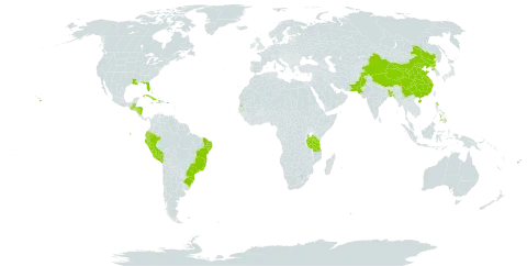Tradescantia spathacea world distribution map, present in Bangladesh, Bahamas, Belize, Bermuda, Brazil, China, Cook Islands, Cuba, Dominica, Ecuador, Fiji, Gambia, Guatemala, Honduras, Haiti, Jamaica, Norfolk Island, Nicaragua, Pakistan, Peru, Philippines, Puerto Rico, Korea (Democratic People's Republic of), Seychelles, Tokelau, Tonga, Tanzania, United Republic of, and United States of America
