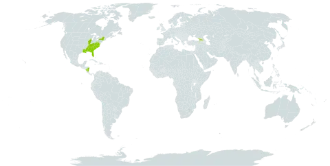 Tradescantia subaspera var. montana world distribution map, present in Åland Islands, Georgia, Nicaragua, and United States of America