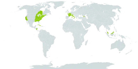Tradescantia virginiana world distribution map, present in Åland Islands, Canada, Cuba, France, Micronesia (Federated States of), Georgia, Italy, Malaysia, Nicaragua, and United States of America