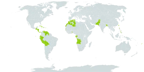 Tradescantia zebrina var. zebrina world distribution map, present in Angola, Bangladesh, Bahamas, Belize, Bermuda, Bolivia (Plurinational State of), Cook Islands, Costa Rica, Cuba, Dominica, Algeria, Ecuador, Fiji, Gabon, Gambia, Guatemala, Guyana, Honduras, Haiti, Jamaica, Morocco, Nicaragua, Pakistan, Panama, Pitcairn, Peru, Philippines, Puerto Rico, Seychelles, Togo, Tonga, Taiwan, Province of China, and Venezuela (Bolivarian Republic of)