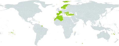 Tragopogon crocifolius subsp. crocifolius world distribution map, present in Albania, Bulgaria, Bosnia and Herzegovina, Algeria, Spain, France, Greece, Croatia, Italy, Morocco, North Macedonia, Montenegro, Norway, Portugal, Romania, Serbia, Sweden, and Turkey