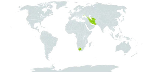 Tragopogon pusillus world distribution map, present in Armenia, Georgia, Iran (Islamic Republic of), Turkmenistan, Ukraine, and South Africa