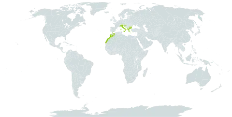 Tragopogon samaritani world distribution map, present in Albania, Bulgaria, Greece, Croatia, Italy, Morocco, and North Macedonia