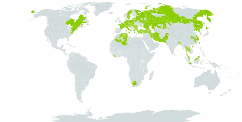 Trapa natans world distribution map, present in Albania, Austria, Azerbaijan, Burkina Faso, Bangladesh, Bulgaria, Belarus, Canada, Switzerland, China, Czech Republic, Germany, Algeria, Spain, France, Georgia, Greece, Croatia, Hungary, Indonesia, India, Iran (Islamic Republic of), Italy, Japan, Kazakhstan, Cambodia, Liberia, Lithuania, Latvia, North Macedonia, Malaysia, Pakistan, Poland, Korea (Democratic People's Republic of), Romania, Russian Federation, Serbia, Slovakia, Slovenia, Sweden, Thailand, Tunisia, Turkey, Taiwan, Province of China, Ukraine, United States of America, and South Africa