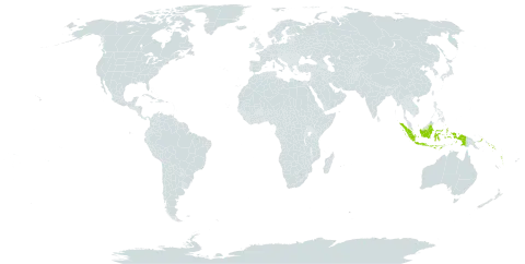 Trema andersonii world distribution map, present in Fiji, Indonesia, Papua New Guinea, Solomon Islands, and Vanuatu