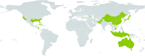 Triadica sebifera world distribution map, present in Åland Islands, Australia, China, Cuba, Georgia, Indonesia, Japan, Nicaragua, Pakistan, Puerto Rico, Korea (Democratic People's Republic of), United States of America, and Viet Nam